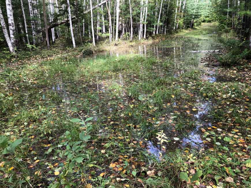 Лесная дорога, залитая водой