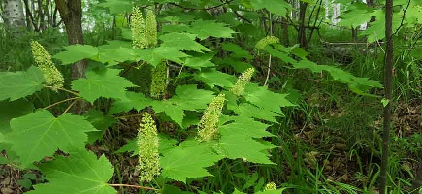 Клён укурунду (Acer ukurunduense Trautv. & C.A. Mey.)