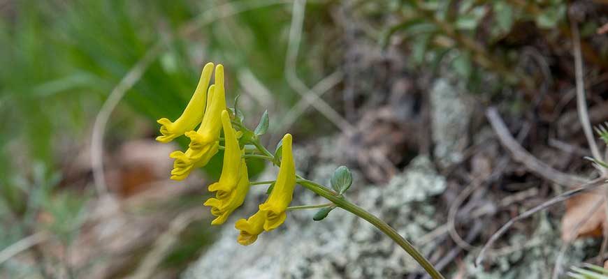 Род Хохлатка (Corydalis)