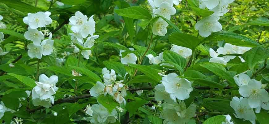 Чубушник тонколистный (Philadelphus tenuifolius Rupr. et Maxim.)