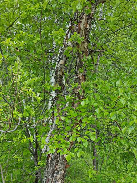 Берёза даурская (Betula dauurica Pall.)