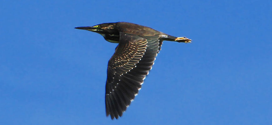 Зелёная кваква (Butorides striatus)