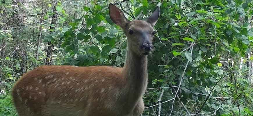 Пятнистый олень (Cervus nippon hortulorum (Swinhoe, 1864))