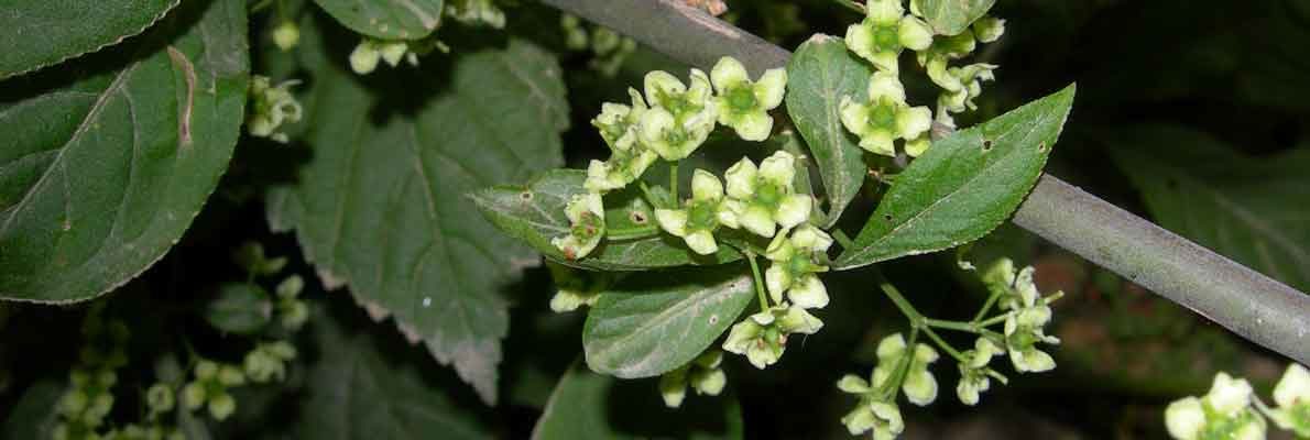 Бересклет Зибольда (Euonymus sieboldianus Blume)