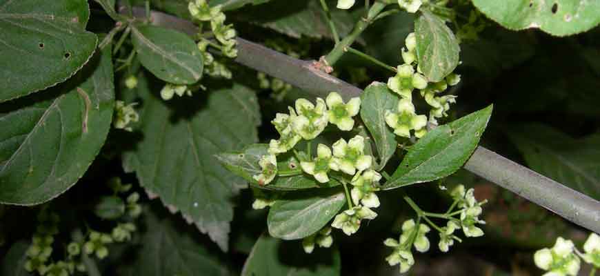 Бересклет Зибольда (Euonymus sieboldianus Blume)