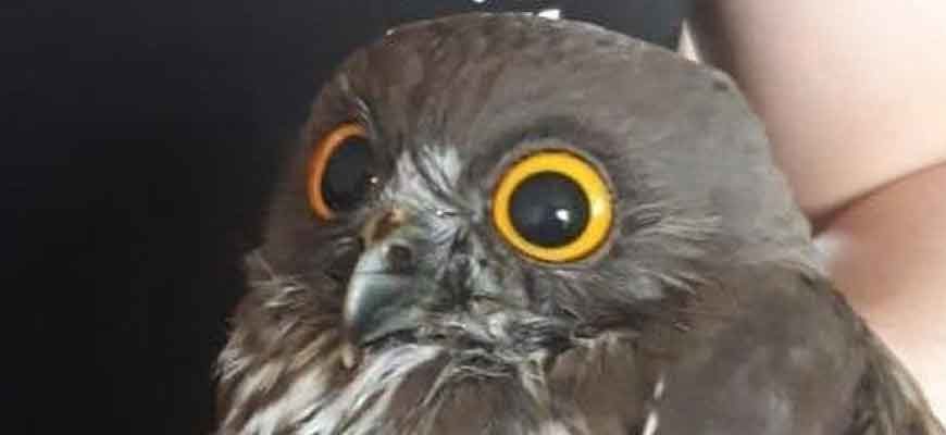 Иглоногая сова (Ninox scutulata (Raffles, 1822))