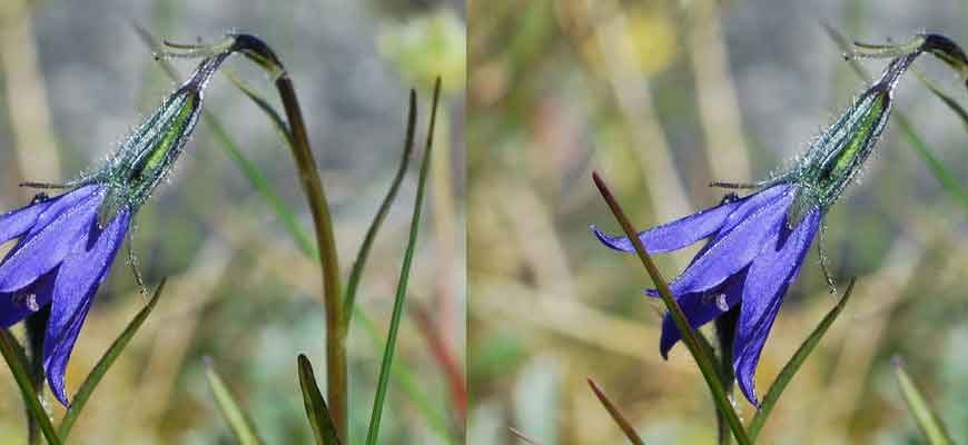 Колокольчик одноцветковый (Campanula uniflora)