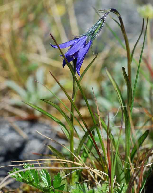 Колокольчик одноцветковый (Campanula uniflora)