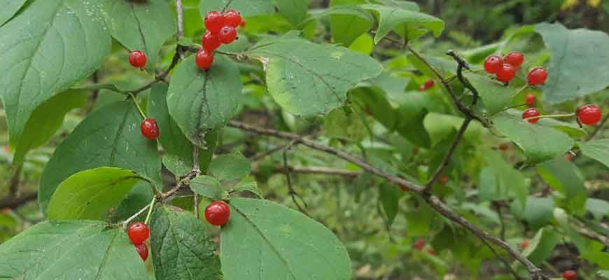 Жимолость золотистая (Lonicera chrysantha Turcz. ex Ledeb.)