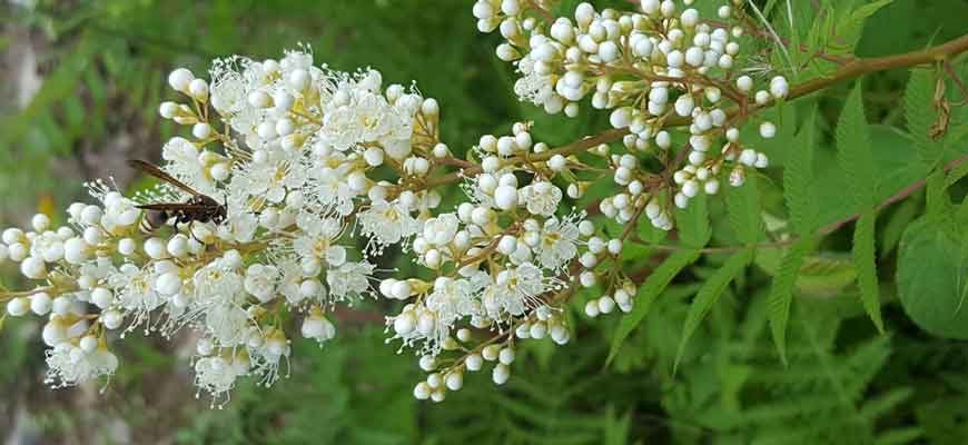 Рябинник рябинолистный (Sorbaria sorbifolia (L.) A. Braun)