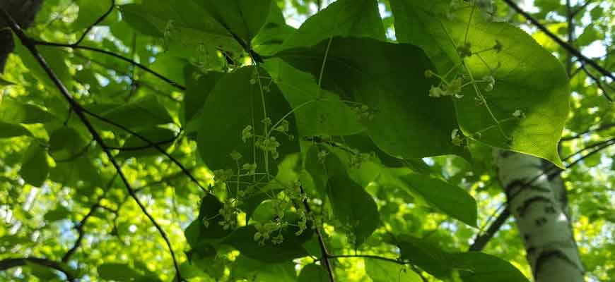 Бересклет большекрылый (Euonymus macropterus Rupr.)