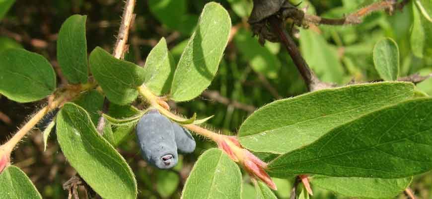 Жимолость съедобная (Lonicera edulis Turcz. ex. Frein)