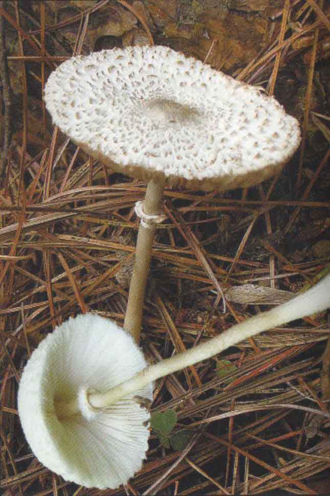 Гриб-зонтик девичий (Leucoagaricus nympharum (Kalchbr.) Bon)