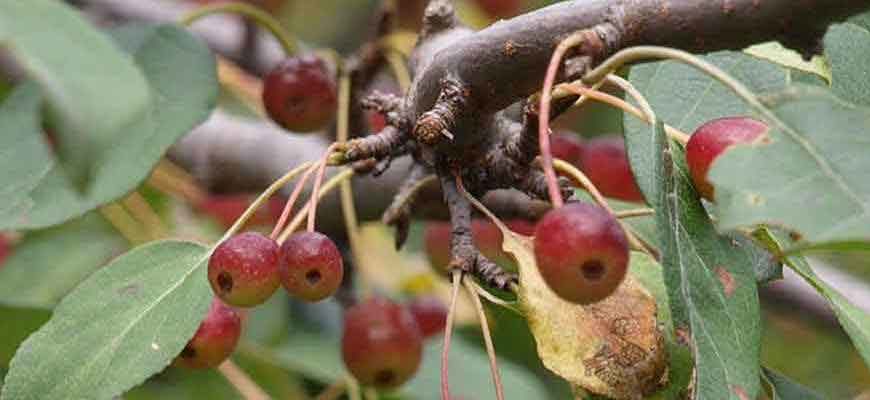 Яблоня маньчжурская (Malus mandshurica (Maxim.) Kom.)