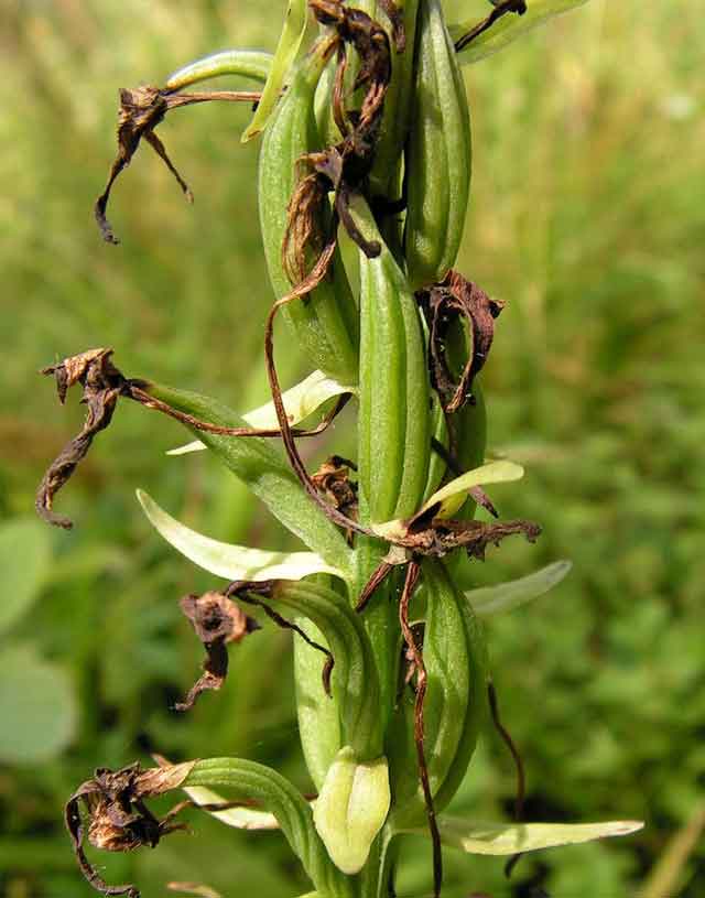 Л. дальневосточная (Platanthera metabifolia F. Maek.)