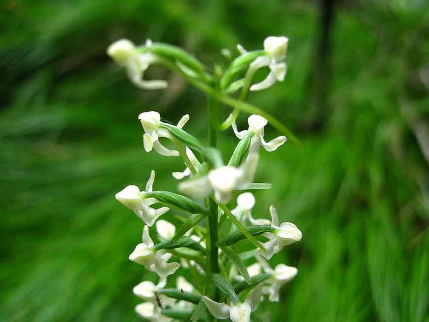 Любка сахалинская (Platanthera sachalinensis F. Schmidt)