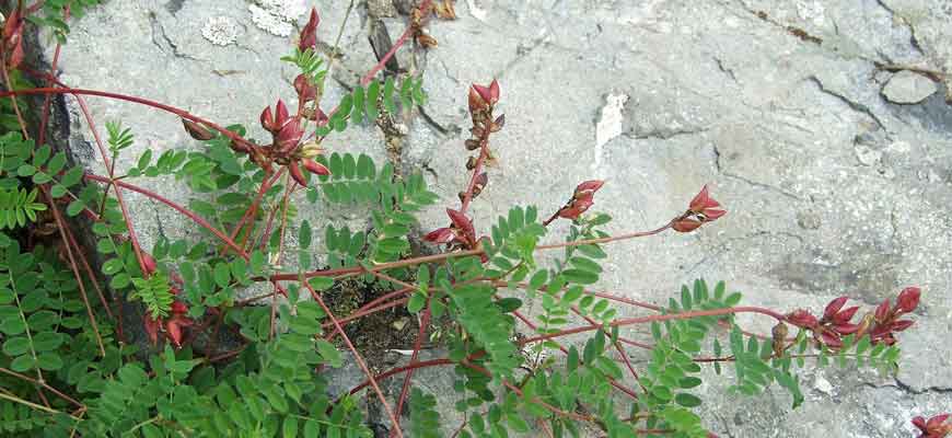 Астрагал долинновидный (Astragalus vallicoloides A.P. Khohkr.)