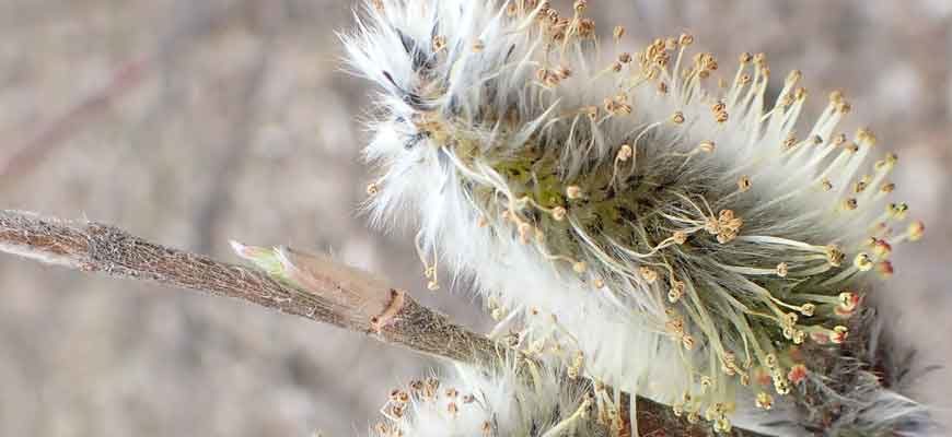 Ива тонкостолбиковая (Salix gracilistyla Miq.)