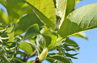 Ива тарайкинская (Salix taraikensis Kimura)