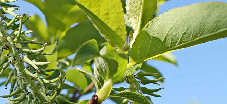 Ива тарайкинская (Salix taraikensis Kimura)