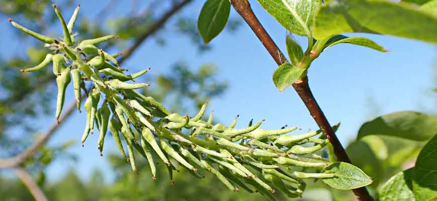 Ива тарайкинская (Salix taraikensis Kimura)