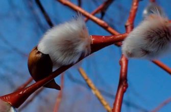 Ива тонкостолбиковая (Salix gracilistyla Miq.)