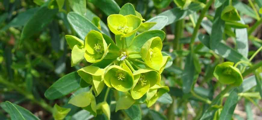 Молочай острый (Euphorbia esula L.)