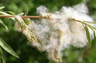 Ива Миябе (Salix miyabeana Seemen)