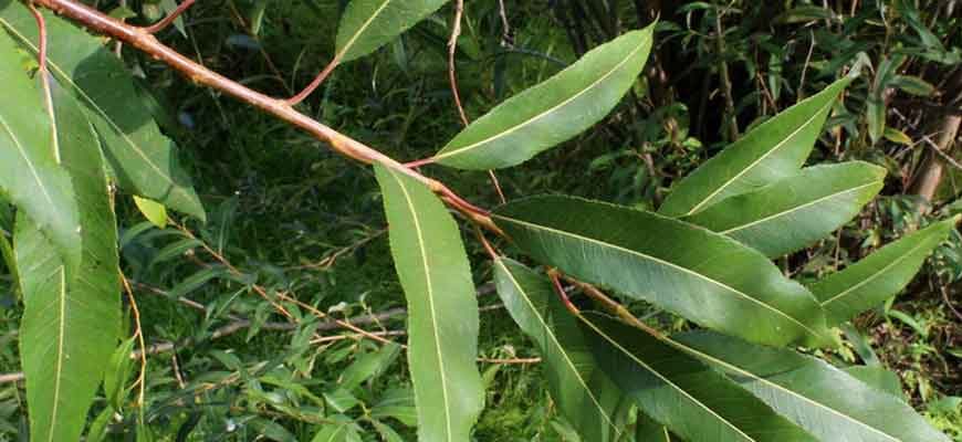 Ива ниппонская (Salix nipponica Franch. & Sav.)