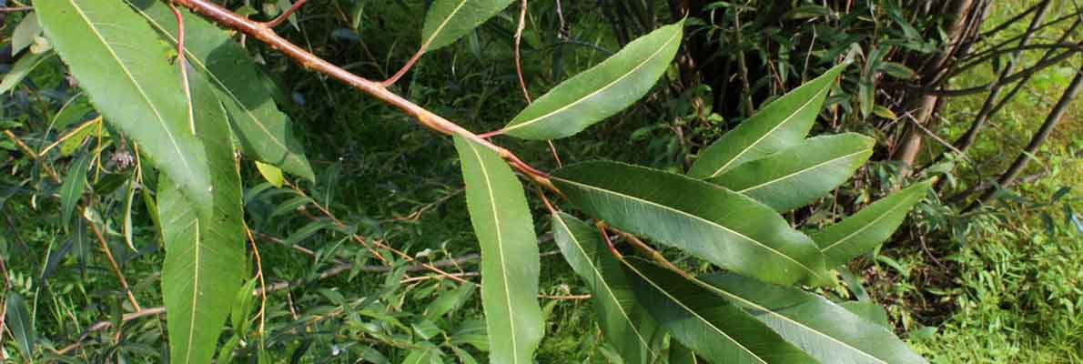 Ива ниппонская (Salix nipponica Franch. & Sav.)