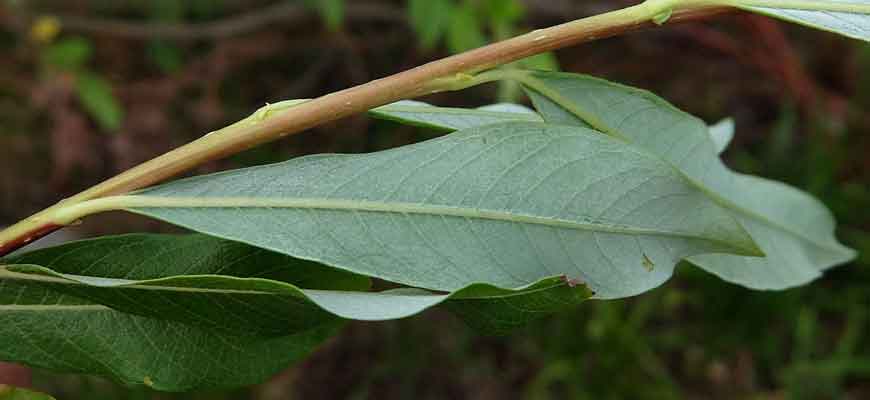 Ива удская (Salix udensis Trautv. & C.A. Mey.)
