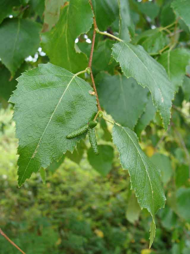 Берёза плоколистная (Betula platyphylla Sukaczev)
