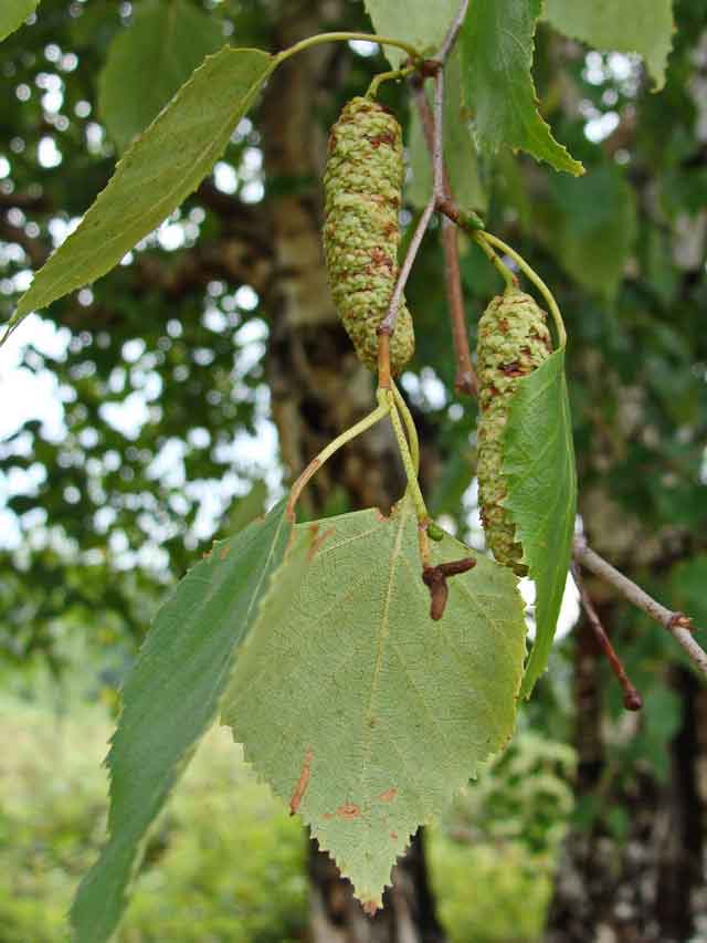 Берёза плоколистная (Betula platyphylla Sukaczev)