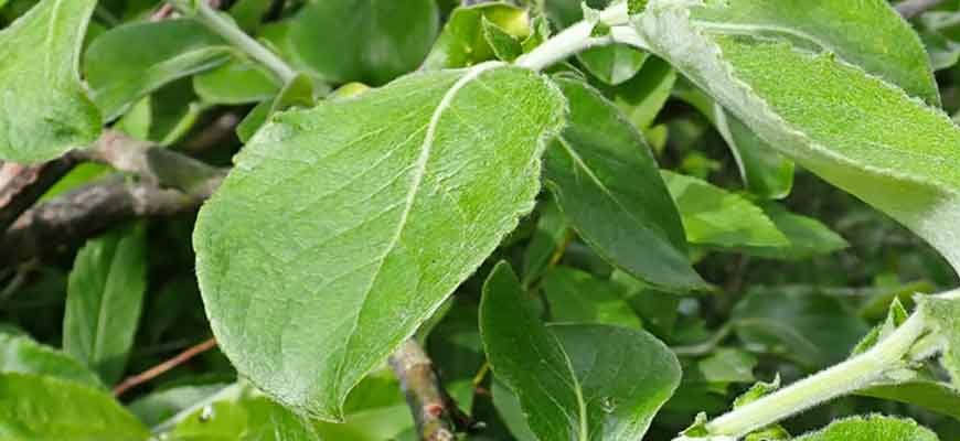 Ива скрытная (Salix abscondita Laksch.)