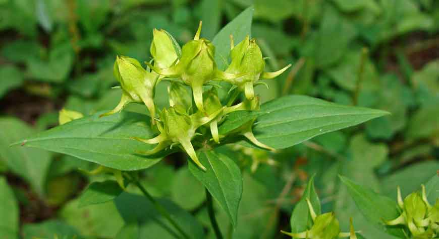 Галения рогатая (Halenia corniculata (L.) Cornaz)