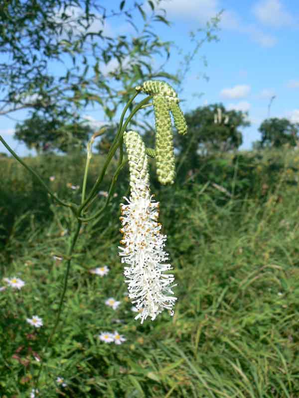 Кровохлёбка мелкоцветковая (Sanguisorba parviflora (Maxim.) Takeda)