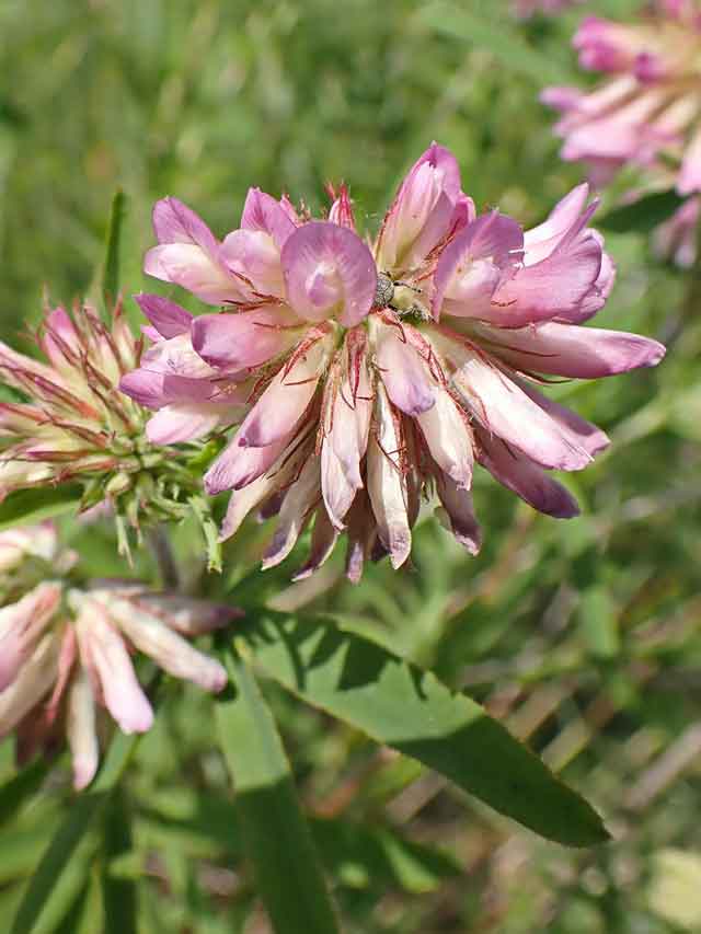 Клевер люпиновидный (Trifolium lupinaster L.)