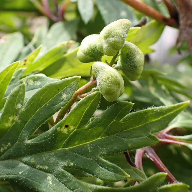 Борец Щукина (Aconitum sczukinii Turcz.)