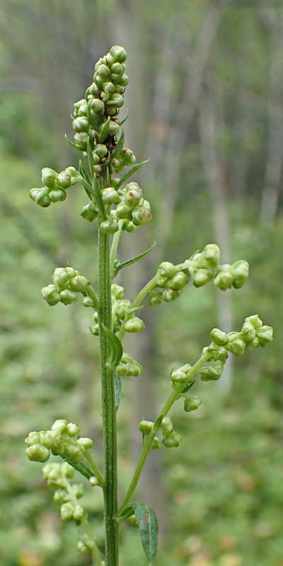 Полынь Максимовича (Artemisia maximovicziana Krasch. ex Poljakov)