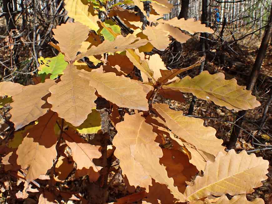 Дуб монгольский (Quercus mongolica Fisch. ex Ledeb.)