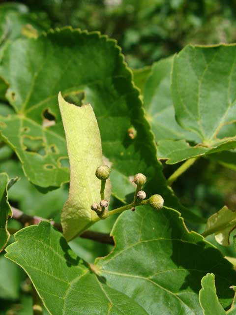 Липа амурская (Tilia amurensis Rupr.)