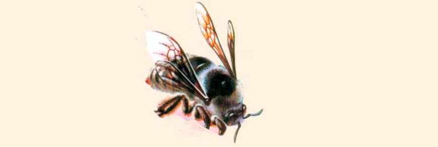 Шмель редчайший (Bombus unicus (F. Morawitz, 1883))