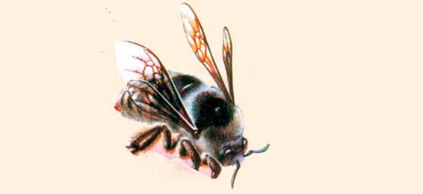 Шмель редчайший (Bombus unicus (F. Morawitz, 1883))