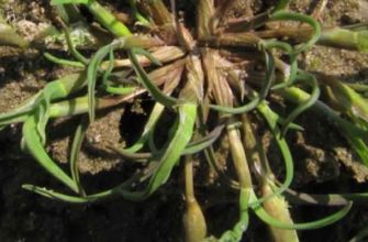 Влагалищецветник маленький (Coleanthus subtilis (Tratt.) Seidel)