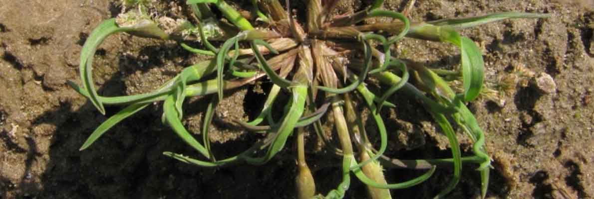 Влагалищецветник маленький (Coleanthus subtilis (Tratt.) Seidel)