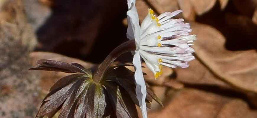 Весенник звёздчатый (Eranthis stellata Maxim.)