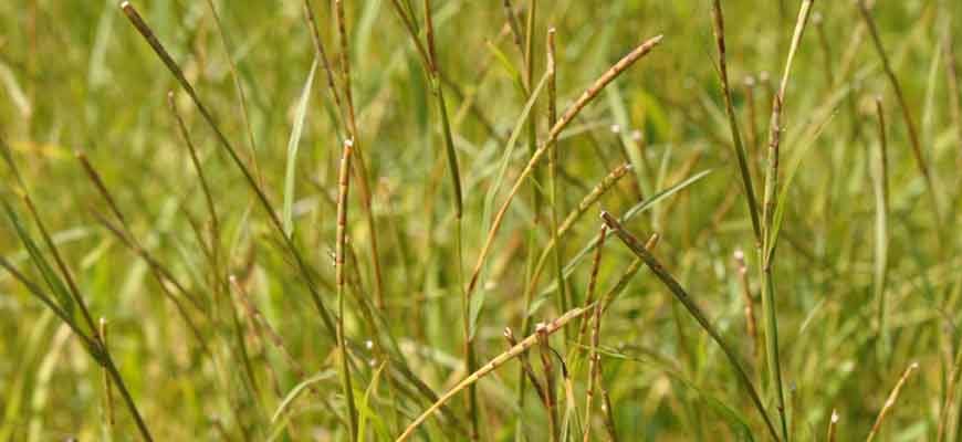 Хемартрия сибирcкая (Hemarthria sibirica (Gand.) Ohwi)