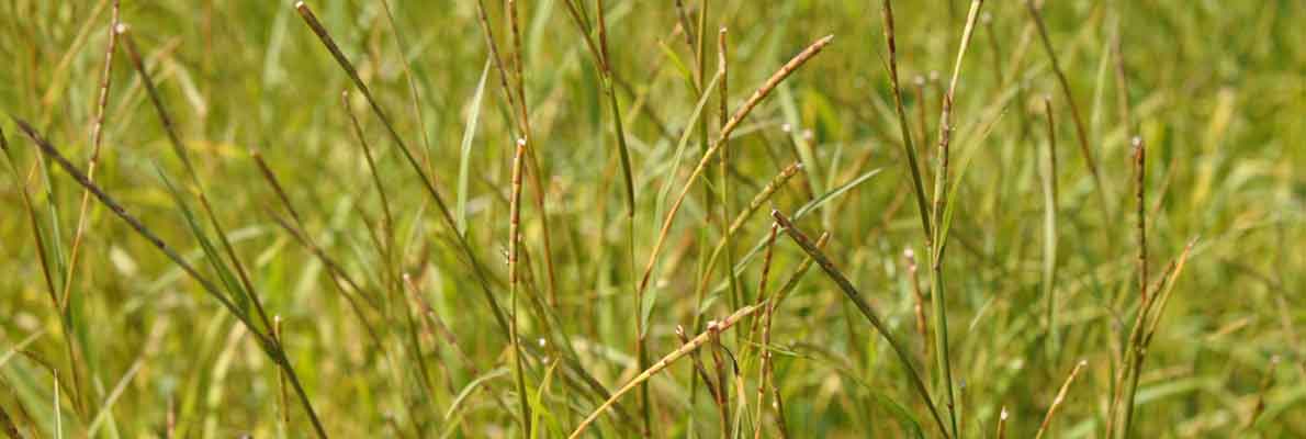 Хемартрия сибирcкая (Hemarthria sibirica (Gand.) Ohwi)
