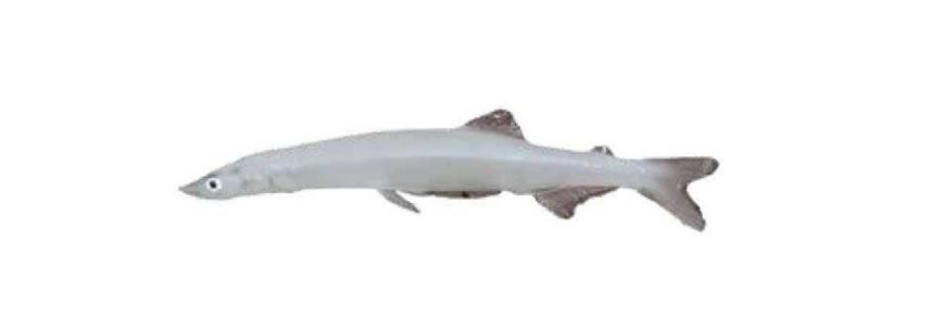 Японская рыба-лапша (Salangichthys microdon (Bleeker, 1860))