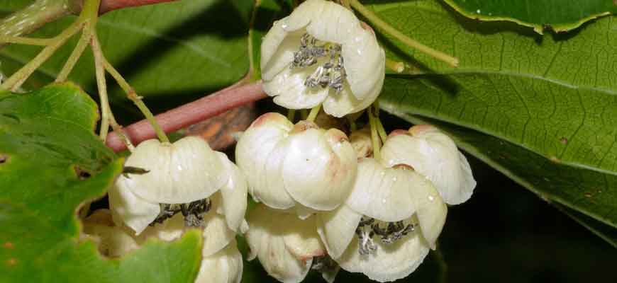 Актинидия острая (Actinidia arguta (Siebolbe & Zucc.) Planch. ex Miq.)